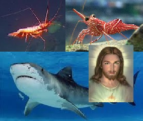 Prawns, sharks and christian